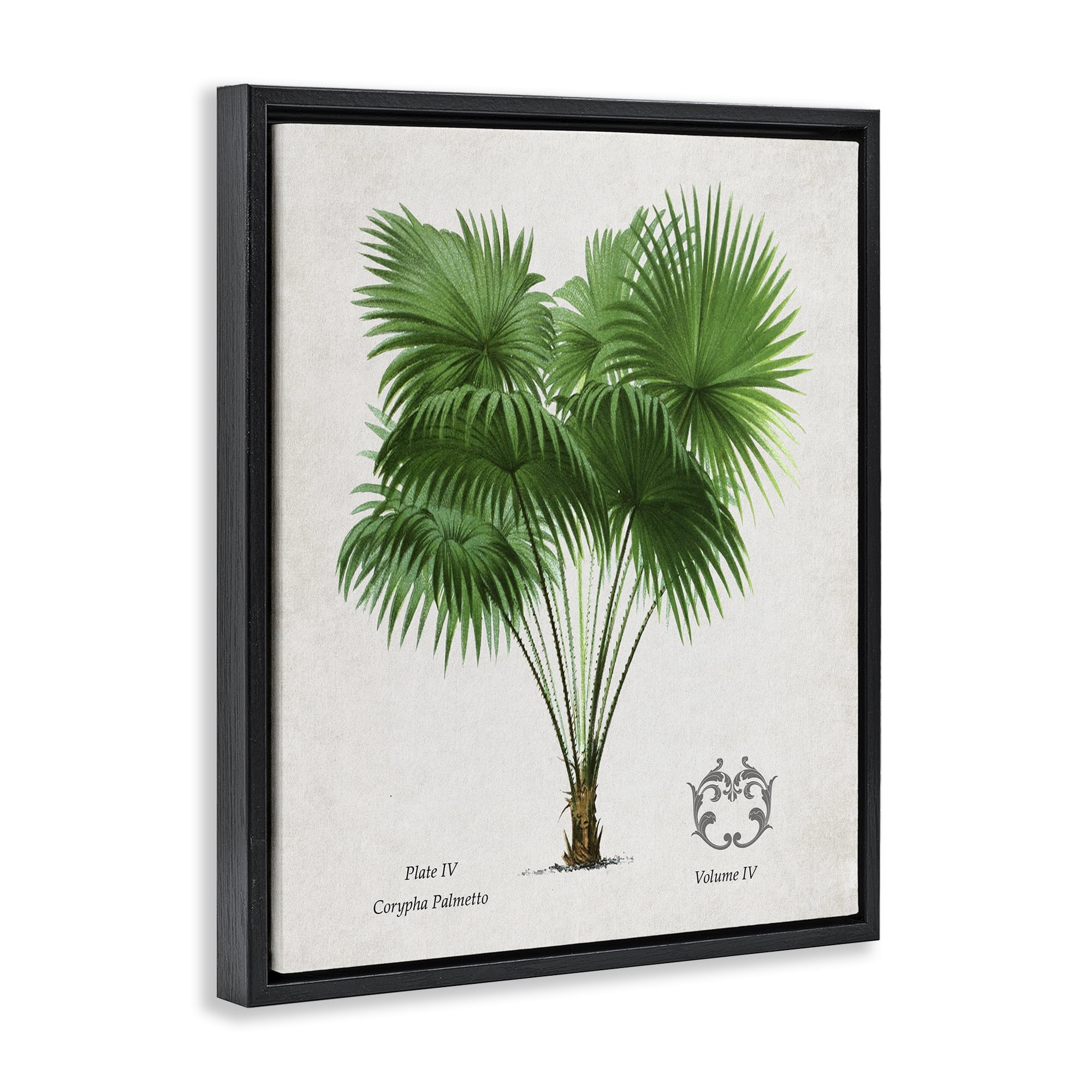 Stupell Industries Fan Palm Vintage Study Black Framed Floater Canvas Wall Art, design by Val Rhodes