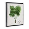 thumbnail image 2 of Stupell Industries Tropical Fan Palm Vintage Study Black Floating Frame Canvas Art, 17 x 21, by Val Rhodes, 2 of 8