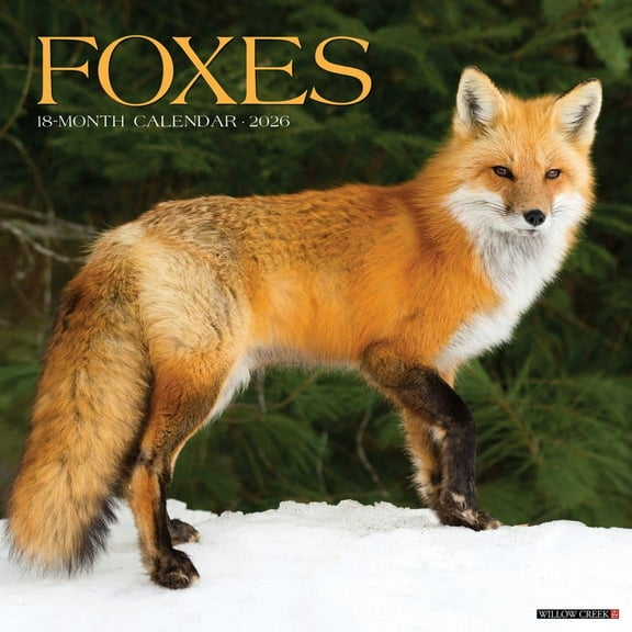Willow Creek Press, Foxes 2026 Wall Calendar, 12'' X 12'', 18-Month Calendar with Stapled Binding