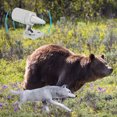 thumbnail image 3 of Coche Desmontable Ultrasónnico Animal Alerta Sonido Alarma Animal Repelente, 3 of 7