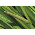 thumbnail image 3 of 250 SWEET FLAG GRASS Wetland Pond Acorus Calamus Ornamental Seeds, 3 of 10