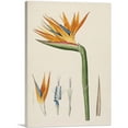 thumbnail image 1 of ARTCANVAS Bird Of Paradise Flower 1802 Canvas Art Print by Pierre-Joseph Redoute - Size: 12" x 8" (0.75" Deep), 1 of 9