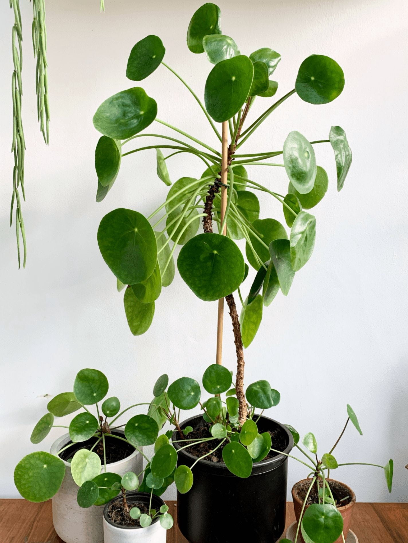 Pilea Peperomioides Plant Live for Planting, Chinese Money Plant in 2 Inc Pot, House Plant for Gardening Outdoors Indoors
