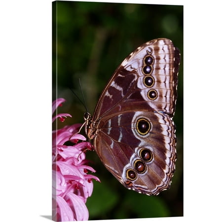 - Great BIG Canvas | Ralph Curtin Premium Thick-Wrap Canvas entitled Blue Morpho Butterfly On Flower