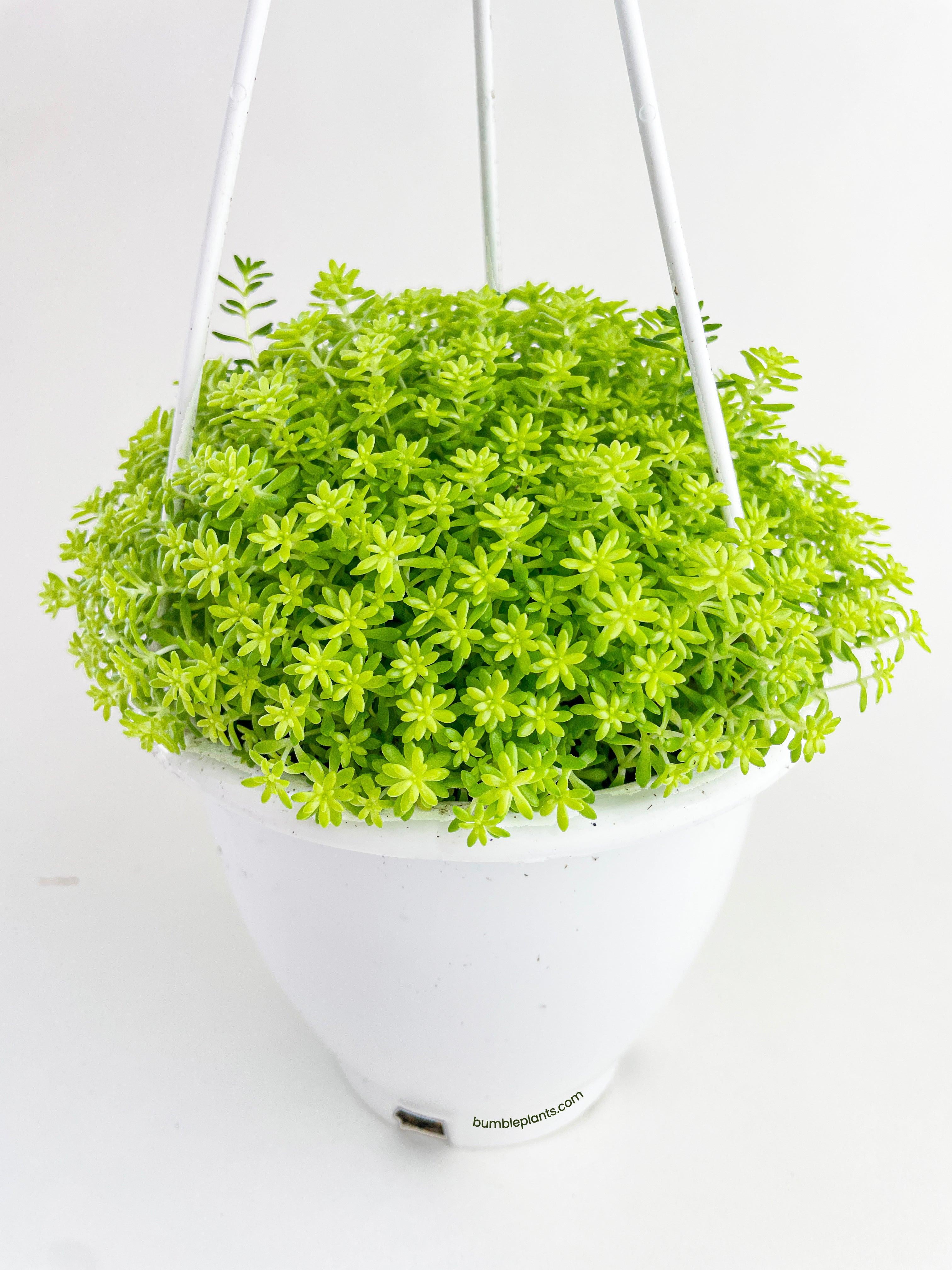 Bumble Plants Sedum Japonicum 'Tokyo Sun' (Tokyo Sun Stonecrop) - Full Live Colorful Houseplant in Nursery Pot, Easy Care, Indoor Plant for Beginners
