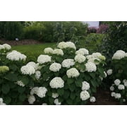 Invincibelle Wee White Hydrangea - 4" Pot - Proven Winners