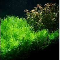 Hygrophila Difformis (Water Wisteria) – Live Aquarium Plant Bunch for Freshwater Tanks