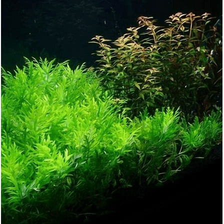 Hygrophila Difformis (Water Wisteria) – Live Aquarium Plant Bunch for Freshwater Tanks
