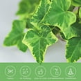 thumbnail image 5 of American Plant Exchange English Ivy Green, Live Plant, Medium Leaf, 6-Inch Pot, Vining Houseplant, 5 of 7