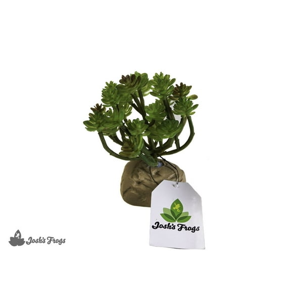 Josh's Frogs Succulent Bunch