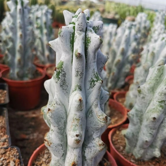 Rare Cactus - Stenocereus Beneckei (6”-8”)