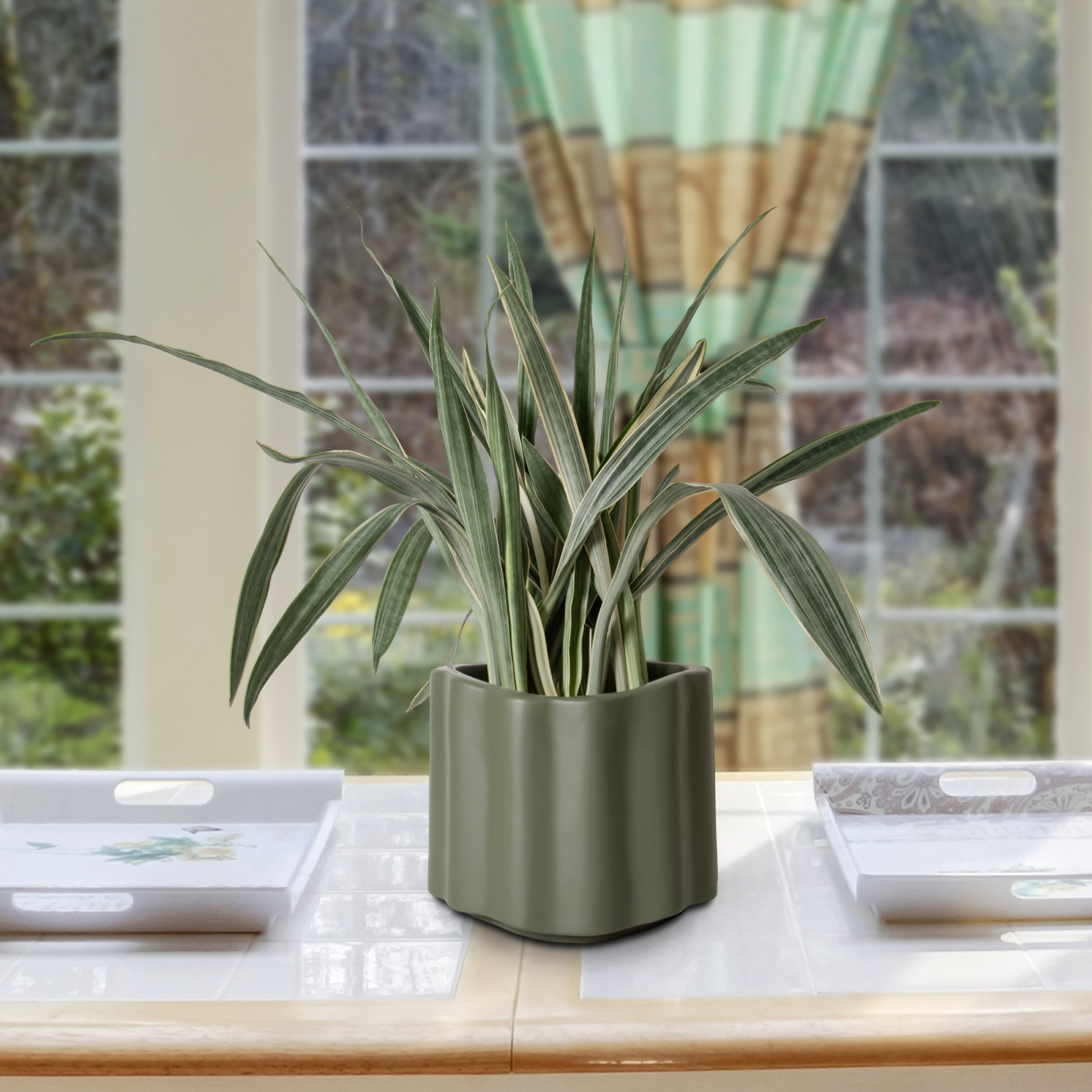 6 in. Sansevieria Sayuri Plant in Grower Container