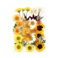thumbnail image 1 of Dried Flowers Set Scrapbooking Decorating Real Flower Decal Jewelry Making Postcard Handicraft Filling Pressed Specimen Label for Makeup Phone Use Type 9, 1 of 6