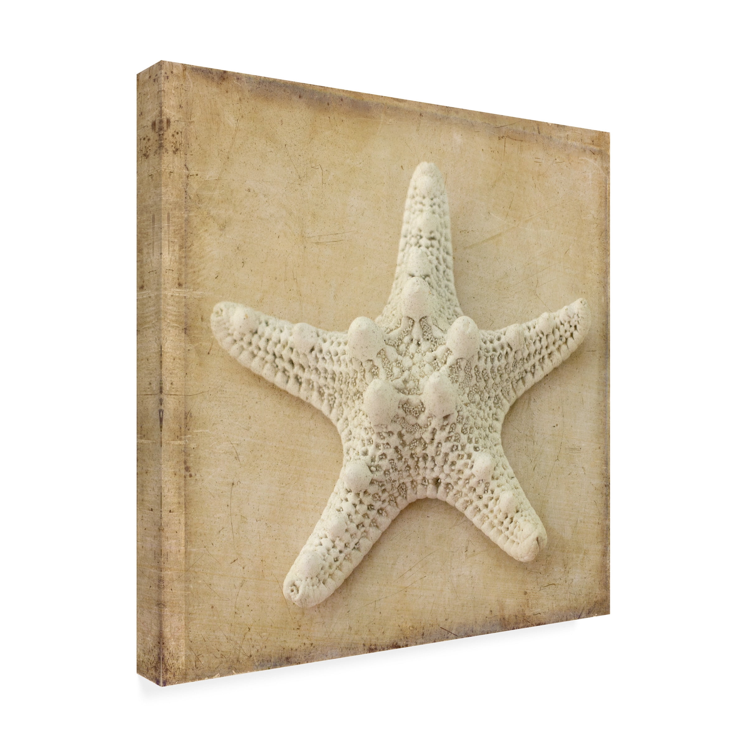 Judy Stalus 'Sepia Shell I' Outdoor Canvas 35x35