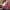 Hot Pink, variant on Plus Size Tops for Women V-neck Solid Color T-shirt Blouses