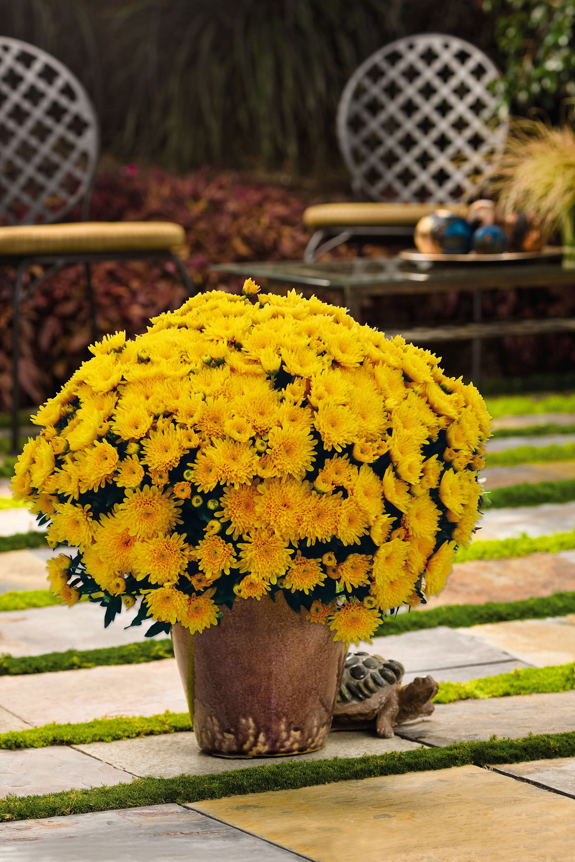 3qt Mum Various Colors