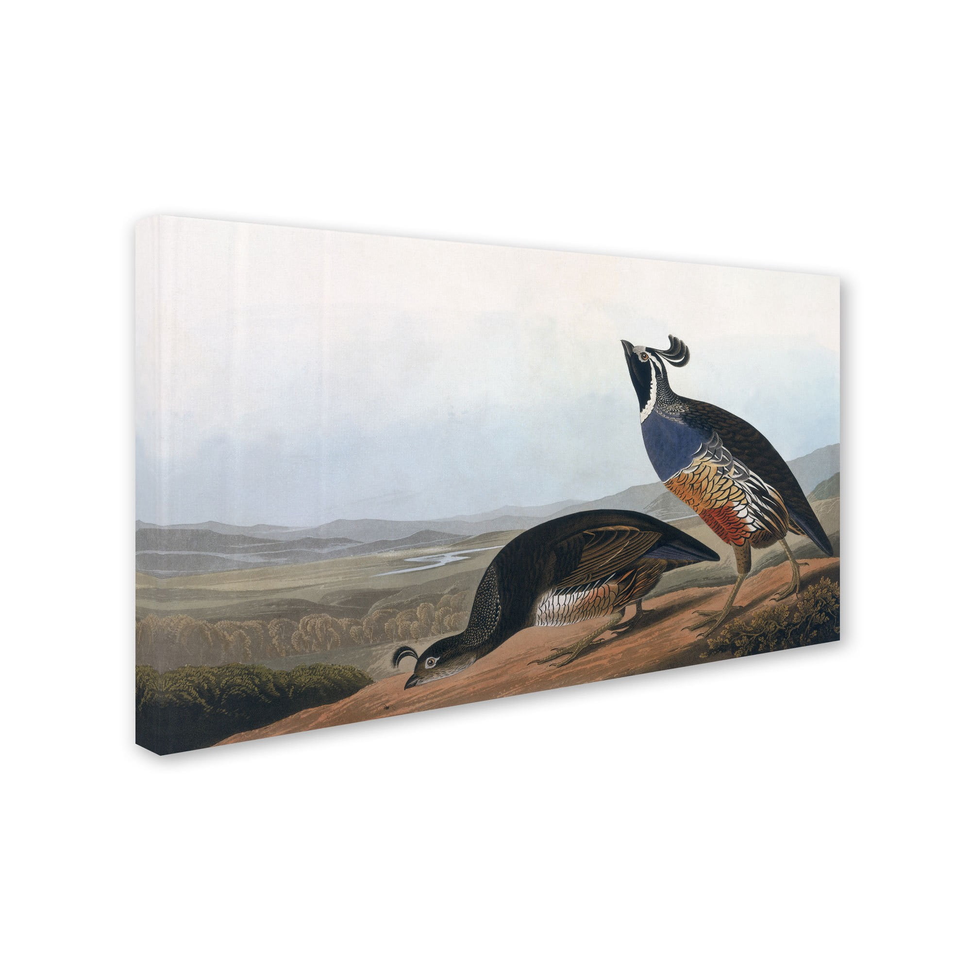 Trademark Fine Art "Californian Partridge" Canvas Art by John James Audubon