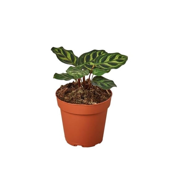 4-CALATHEA-MAKOYANA Makoyana Calathea Plant in 4 in. Pot