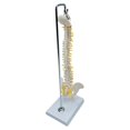 thumbnail image 1 of Xingzhi Spine Model Vertebral Column Anatomical for  Kids Learning Display Classroom hanging, 1 of 1