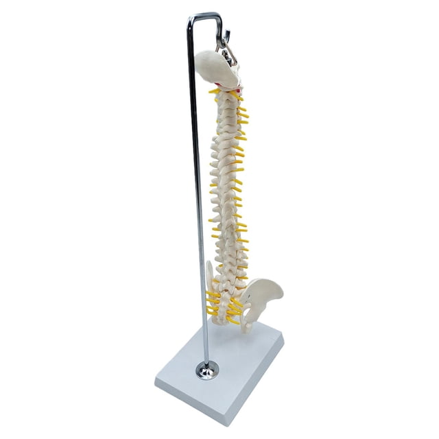 Xingzhi Spine Model Vertebral Column Anatomical for Kids Learning Display Classroom hanging