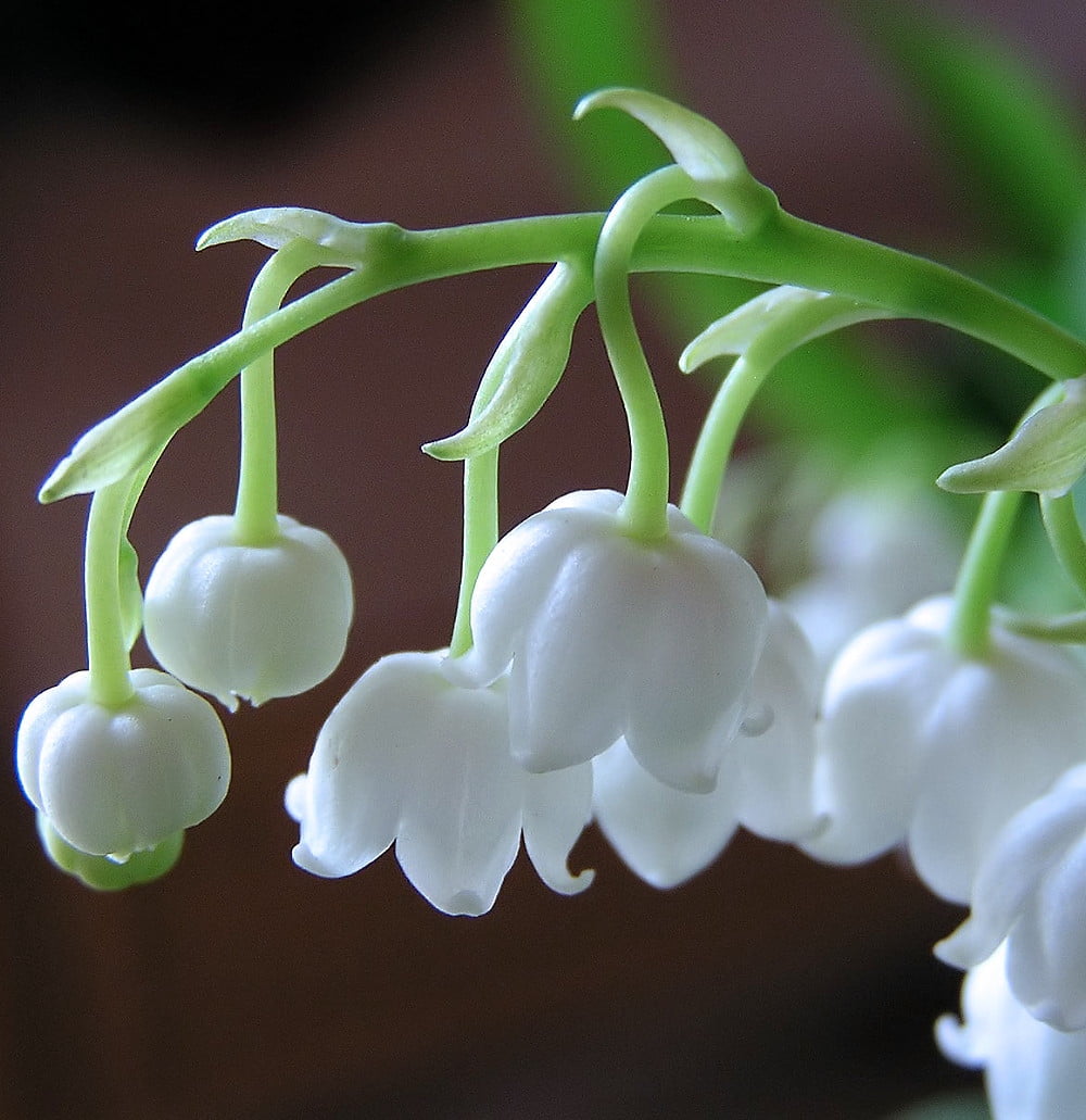 100 Seeds Lily Of The Valley Convallaria Flowers Beautiful Kinds Bonsai Plants