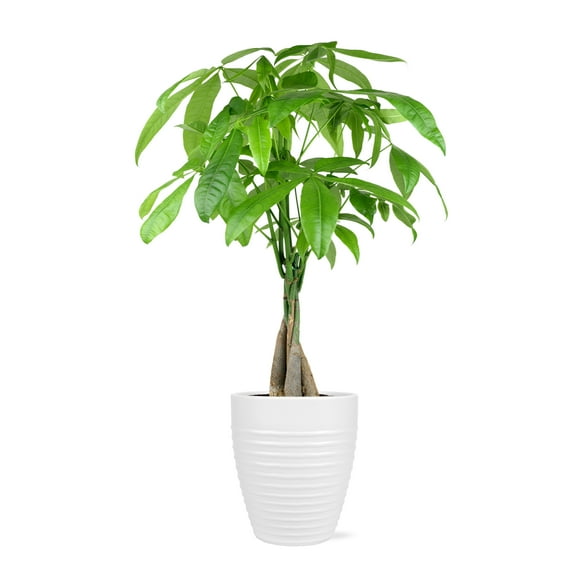 Just Add Ice 14" Tall Money Tree Live Plant in 5" Decorative Fiber Clay Pot