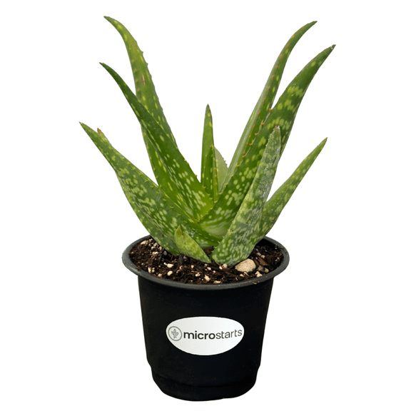 MicroStarts Live Rooikappie Aloe Plant - 1 Succulent Plant in 4 inch pot