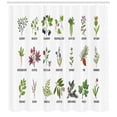 thumbnail image 3 of Ambesonne Herb Shower Curtain, Natural Treatment Infographic, 69"Wx84"L, Multicolor, 3 of 3