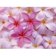 Pink Hawaiian Live Plumeria Frangipani Plant Cutting 9" - 12" Long, Full Sun, Perennial
