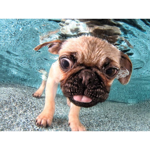 Underwater Dogs Iggy
