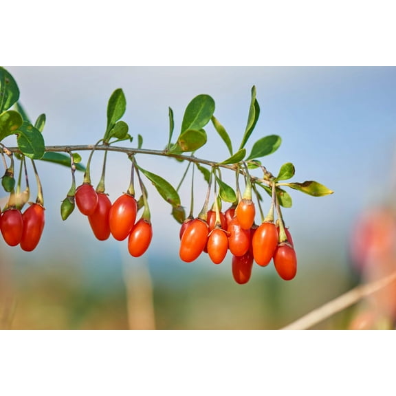 100 Seeds HIMALAYAN Tibetan GOJI BERRY Fruit Wolfberry Bush Lycium Barbabarum Seeds