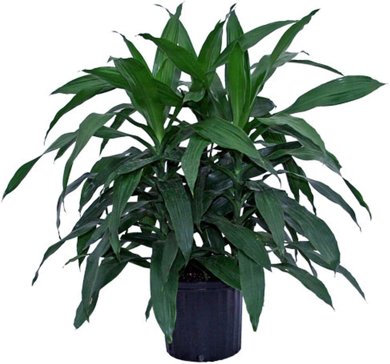 Dracaena Janet Craig - Live Plant in an 10 Inch Growers Pot - Dracaena Deremensis Janet Craig - Beautiful Indoor Air Purifying Houseplant