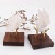 thumbnail image 3 of 2 PCS Display Stand Walnut Base Crystal Display Holder for Fossil Coral Geodes Rock Mineral Small Co, 3 of 5