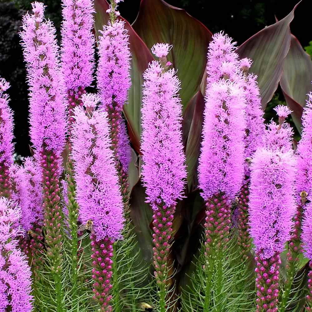 Outsidepride Gayfeather Seeds - 1 LB