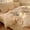 D, variant on French Lace Washed Cotton Bedding Set 3/4 Piece Soft Breathable Elegant Bedroom Decor for Modern & Classic Styles