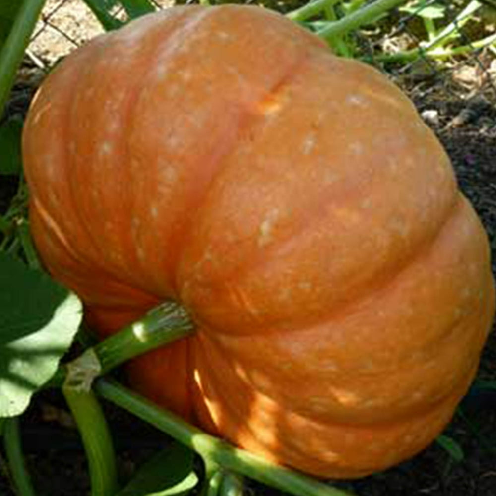 Organic Hopi Orange Squash 2 Grams 10 Seeds Organic, Heirloom