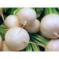 thumbnail image 2 of 500 Hailstone WHITE GLOBE RADISH Raphanus Sativus Vegetable Seeds, 2 of 2