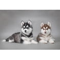 thumbnail image 2 of Siberian Husky Dog Puppies Wall Mural by Wallmonkeys Peel and Stick Graphic (24 in W x 16 in H) WM24318, 2 of 4