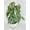 6_PHILODENDRON_BRANDI, variant on Philodendron Brandtianum Silver Leaf - Live Air-Purifying Indoor Plant in Nursery Pot – Easy Care, Low Maintenance Houseplant for Home & Office Decor, Natural Air Cleaner, Best for Beginners (4"Pot)