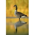 thumbnail image 2 of Morris, Arthur 13x18 Black Ornate Wood Framed with Double Matting Museum Art Print Titled - NY, New York City, Queens Canada goose in water, 2 of 4