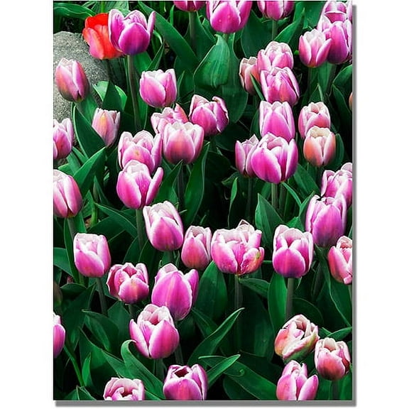 Trademark Fine Art Kurt Shaffer 'Purple White Tulips and One Red' Canvas Art 30x47 Inches