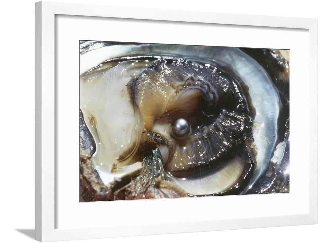 Oyster With Black Pearl Framed Print Wall Art