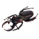 thumbnail image 1 of Fiudx Liquidación de ahorros de verano Modelo de insecto de simulación sólida para niños Juguete complicado de Halloween Araña, 1 of 1