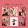 thumbnail image 4 of Live Pink Caladium Plant in Pot, Vibrant Pink Foliage for Growing, 3-5 Inch Tall, 4 of 5