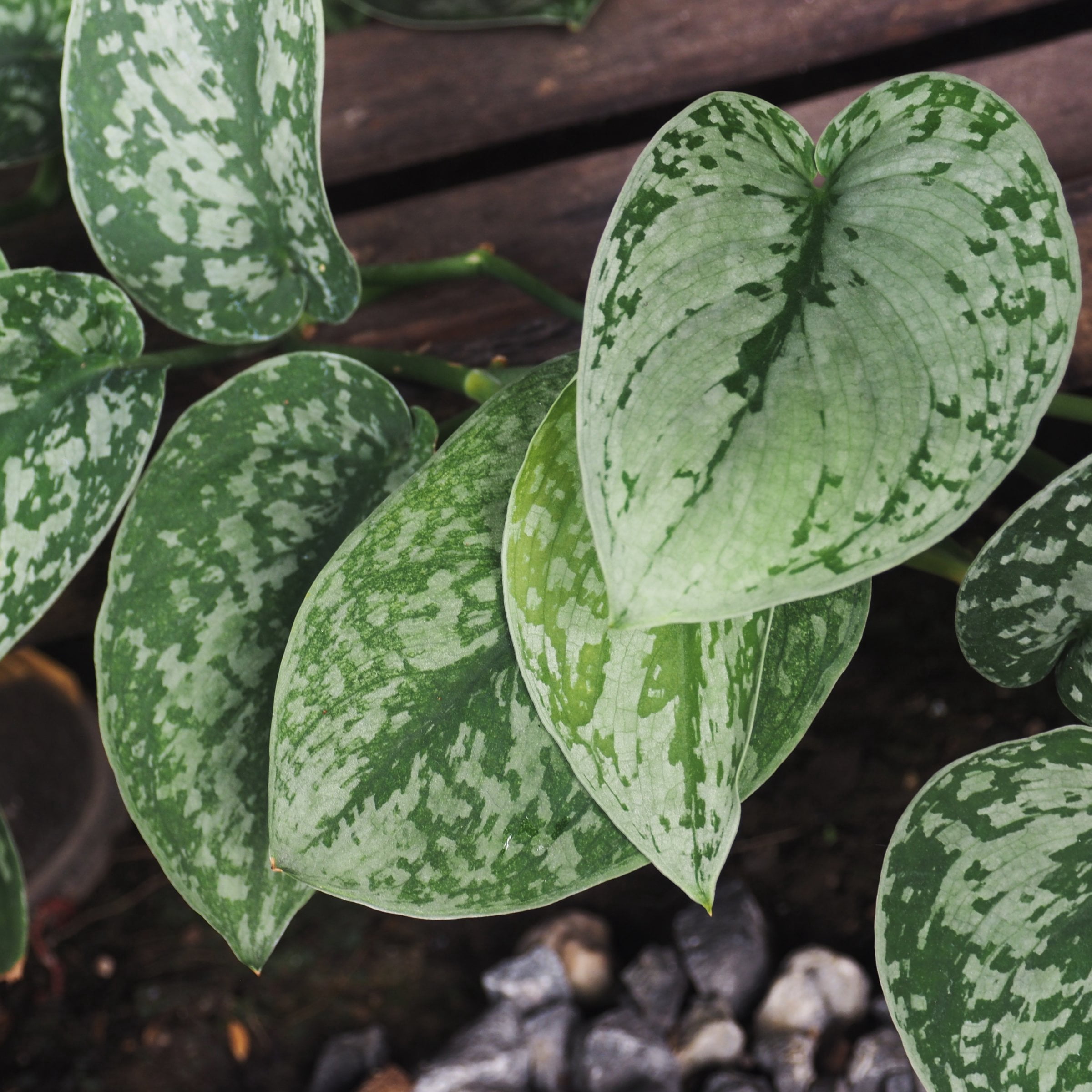 National Plant Network 5.5 in. Pothos Silvery Ann