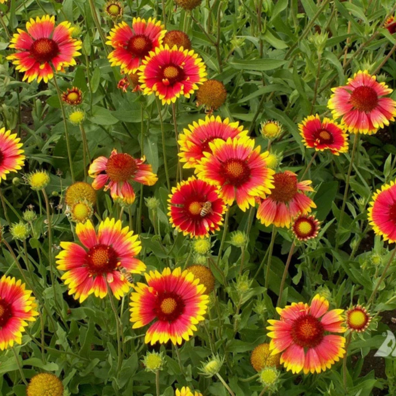 20 Gaillardia Seeds, Blanket Flower, Indian Blanket