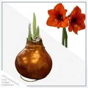 The Three Company Bronze Waxed Amaryllis Plant Bulb, Blooms Red