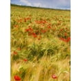 thumbnail image 2 of Chester, Colby 15x18 White Modern Wood Framed Museum Art Print Titled - Poppies in Field I, 2 of 4