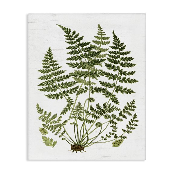 Stupell Industries Cottage Forest Botanicals Charming White Willow Greenery Canvas Art, 16 x 20, by Lettered and Lined