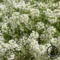 thumbnail image 2 of Alyssum Carpet of Snow Seeds - Packet: 1 Gram Packet - Annual Flower Garden Seeds - Lobularia maritima, 2 of 2